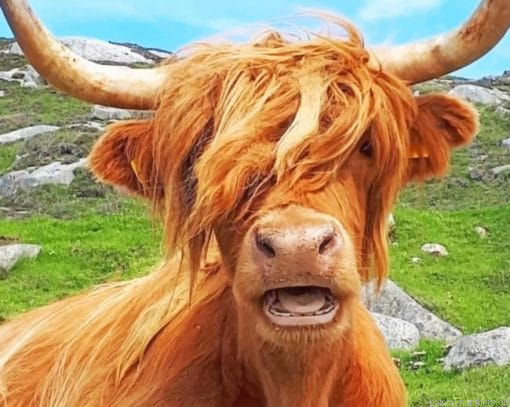 Scottish Highland Cow Painting By Numberss.png