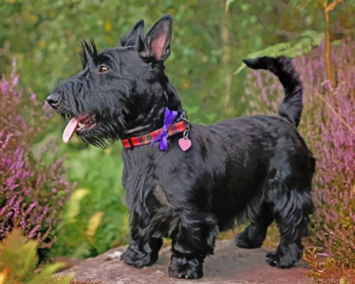 Scottish Terrier Painting By Numbers.png