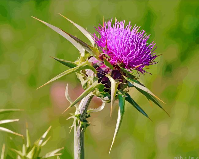 Scottish Thistle Painting By Numbers.png