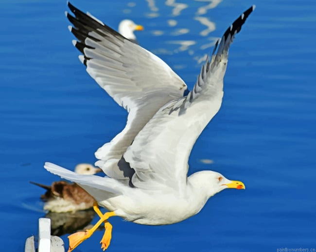 Sea Gull Flight Birds Painting By Numbers.png