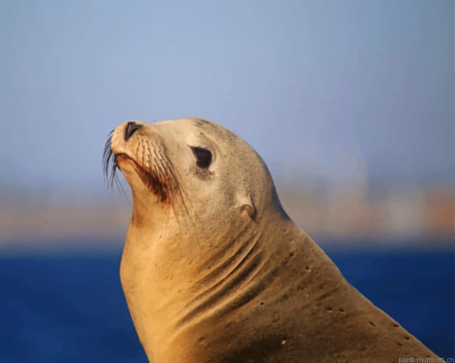 Sea Lion Animals Painting By Numberss.png