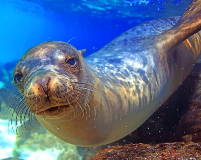 Sea Lion Galapagos Island Animals Painting By Numberss.png