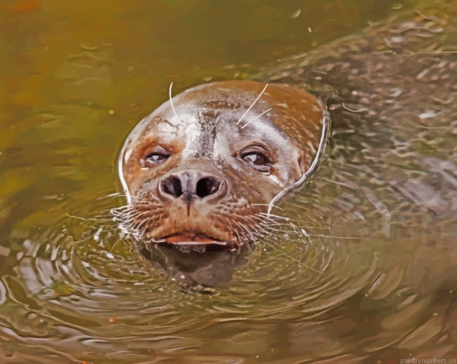 Sea Lion In Water Animals Painting By Numberss.png