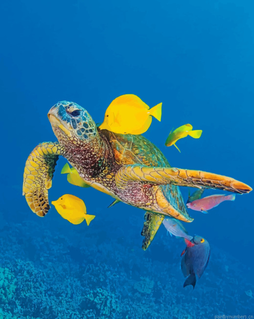 Sea Turtle And Fishes Animals Painting By Numberss.png