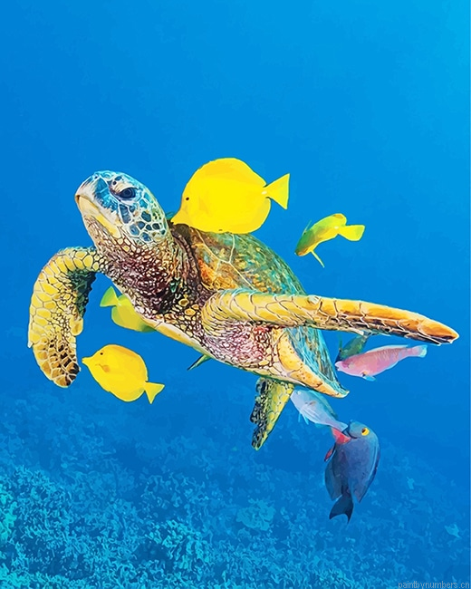 Sea Turtle And Fishes Painting By Numberss.png