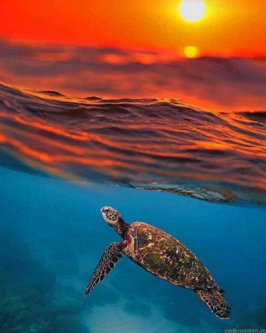 Sea Turtle And Sunset Animals Painting By Numberss.png