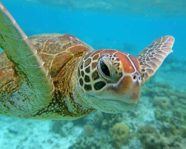 Sea Turtle In Belize Animals Painting By Numbers.png