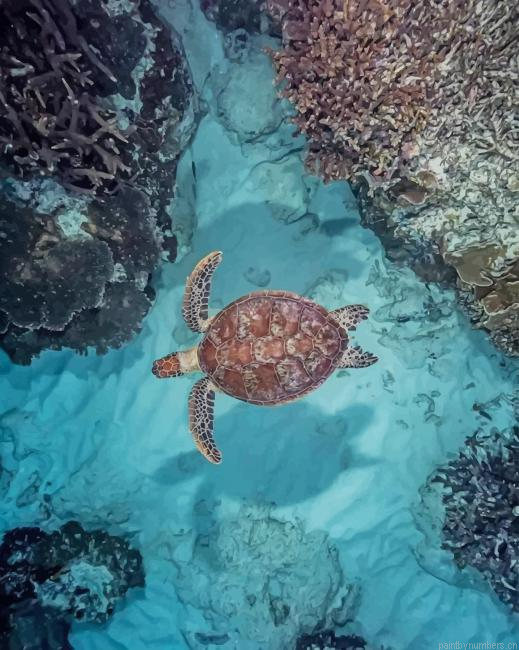Sea Turtle In The Ocean Animals Painting By Numberss.png