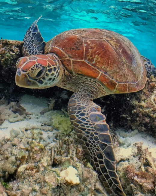 Sea Turtle In The Water Animals Painting By Numberss.png