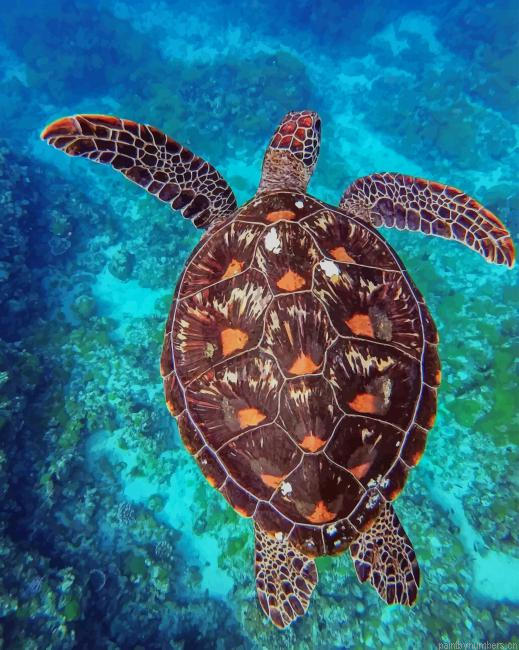 Sea Turtle In Water Animals Painting By Numberss.png
