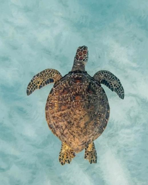 Sea Turtle Reptile Painting By Numberss.png