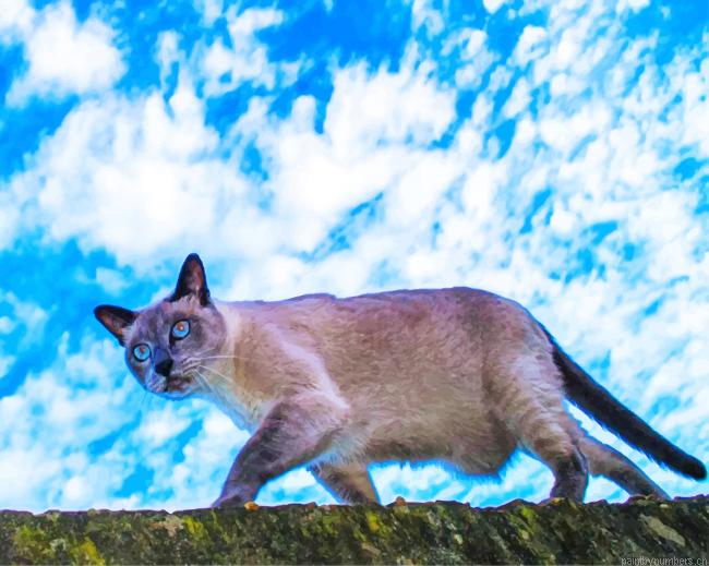 Seamo Cat Animals Painting By Numberss.png