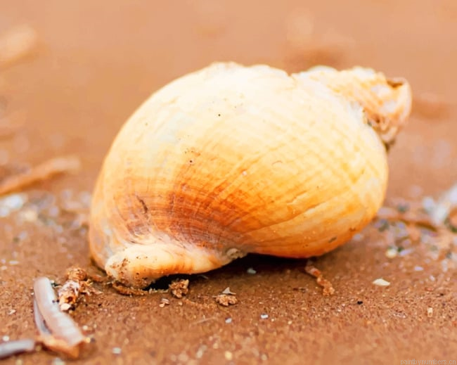 Seashell On Beach Sand Painting By Numberss.png