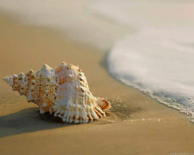 Seashell On Sand Painting By Numberss.png