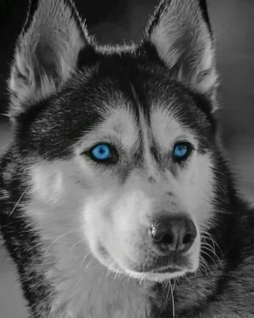 Sebirian Husky In The Snow Animals Painting By Numbers.png