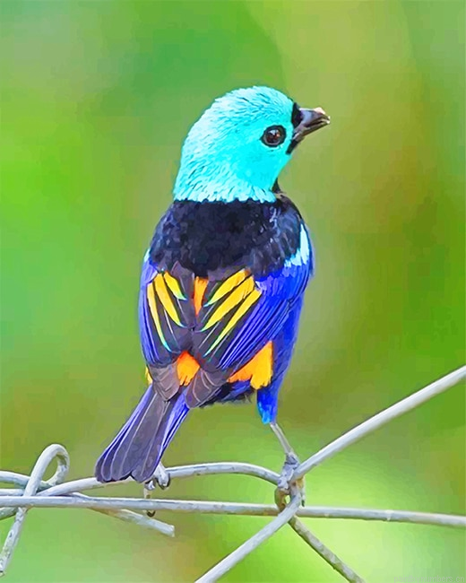 Seven Colored Tanager Bird Painting By Numberss.png