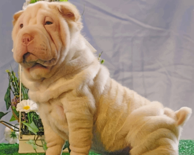 Shar Pei Dog Painting By Numbers.png