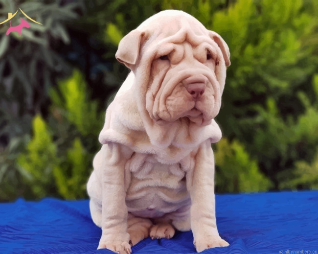 Shar Pei Painting By Numbers.png