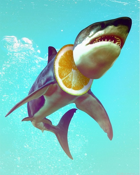 Shark Tee Painting By Numberss.png