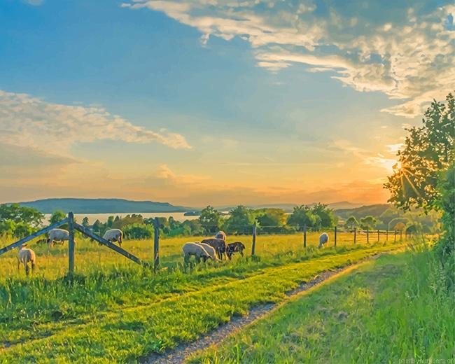 Sheep Field Painting By Numberss.png