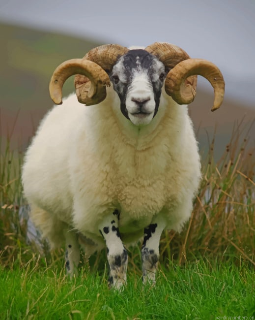 Sheep In The Farm Animals Painting By Numberss.png