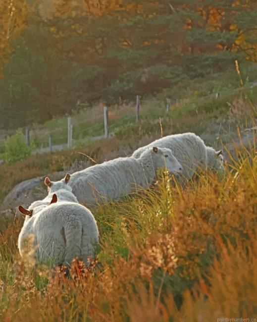 Sheep In The Field Animals Painting By Numberss.png
