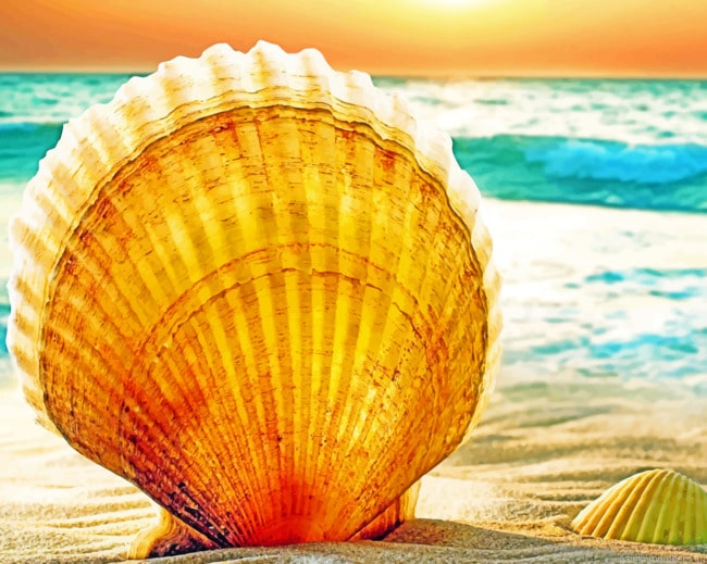 Shells On Beach Painting By Numberss.png