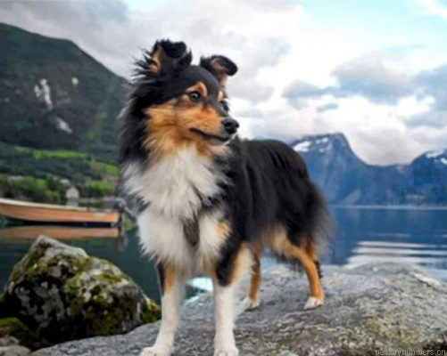Sheltie Dog Animal Painting By Numbers.png