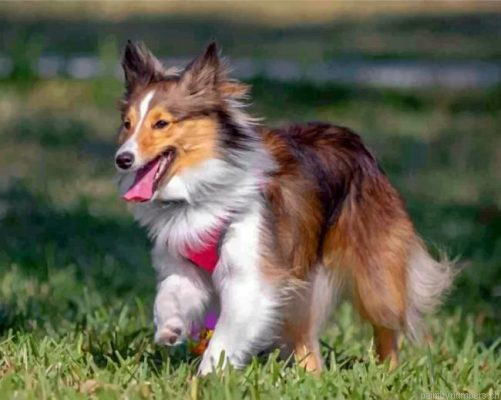 Sheltie Dog Painting By Numbers.png