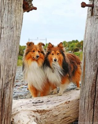 Shelties Dogs Painting By Numbers.png