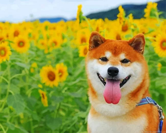 Shiba Inu In A Field Of Sunflowers Painting By Numberss.png