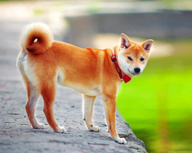 Shiba Inu Japanese Dog Painting By Numberss.png