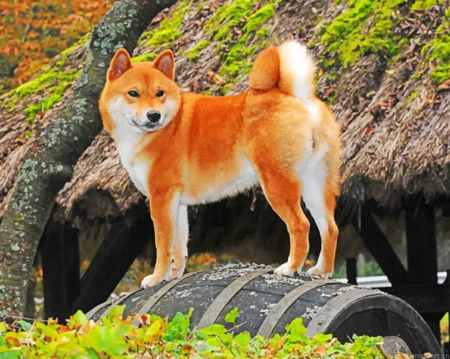 Shiba Inu Painting By Numberss.png
