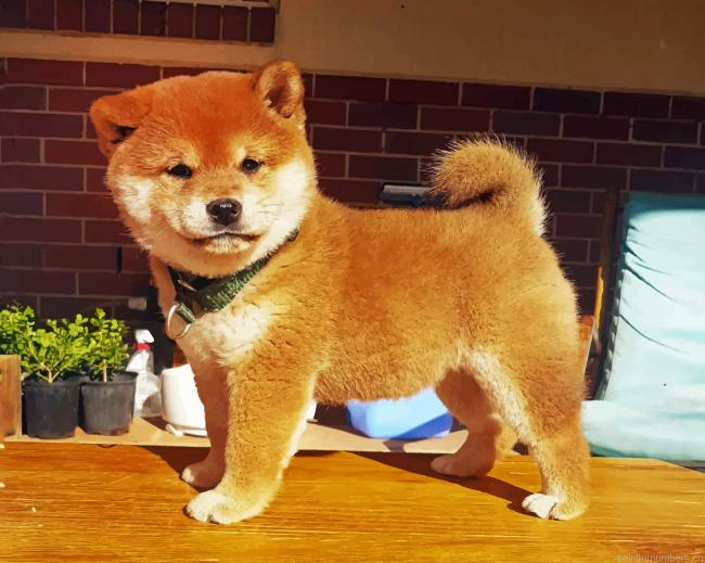 Shiba Inu Puppy Painting By Numberss.png