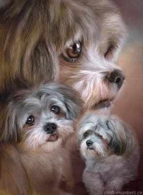 Shih Tzu Dogs Painting By Numbers.png