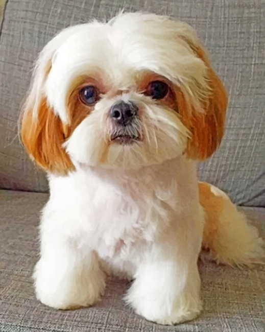 Shih Tzu Painting By Numbers.png