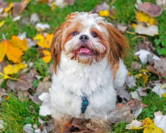 Shih Tzu Puppy Painting By Numberss.png