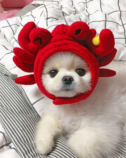 Shih Tzu Wearing A Red Cap Painting By Numberss.png