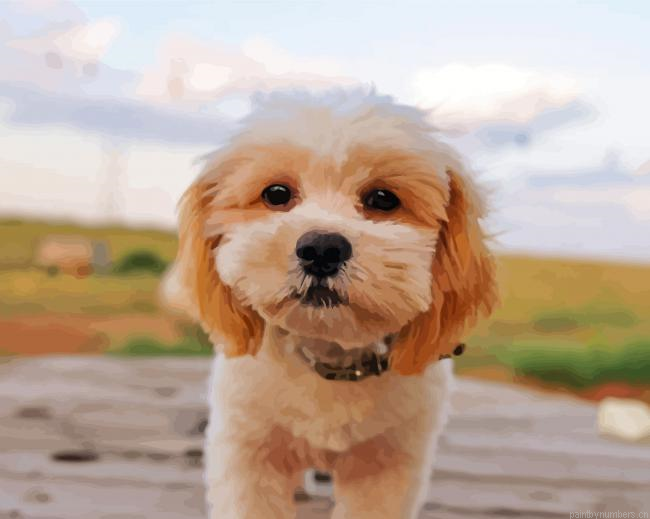Shihpoo Dog Painting By Numberss.png