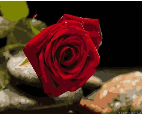 Shiny Red Rose Painting By Numbers.png