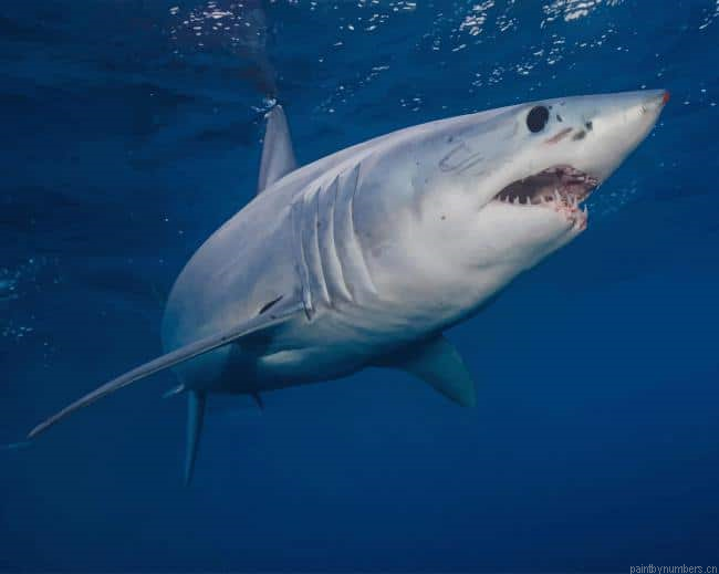 Shortfin Mako Shark Sea Life Painting By Numberss.png