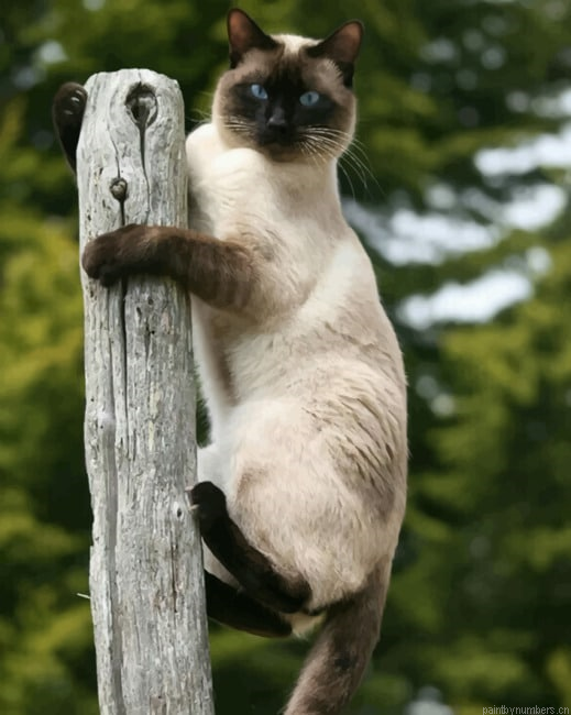 Siamese Cat Animals Painting By Numberss.png
