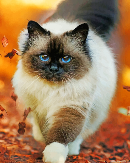 Siamo Cat Animals Painting By Numberss.png