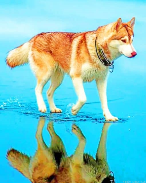 Siberian Brown Husky Animals Painting By Numbers.png