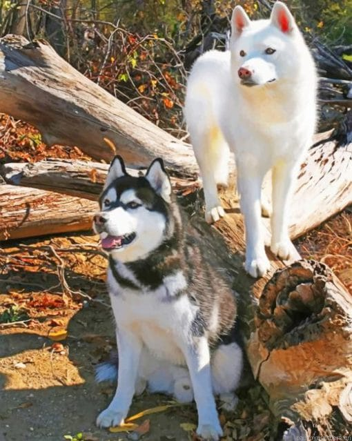Siberian Huskies Animals Painting By Numbers.png