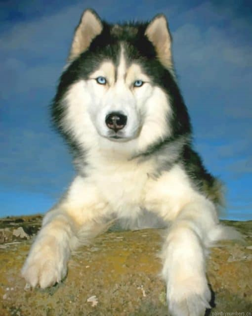 Siberian Husky Animals Painting By Numbers.png