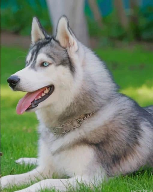 Siberian Husky Dog Animals Painting By Numbers.png