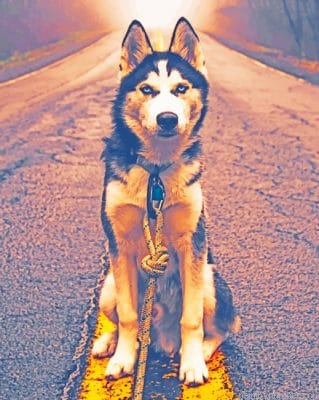 Siberian Husky In Road Animals Painting By Numbers.png