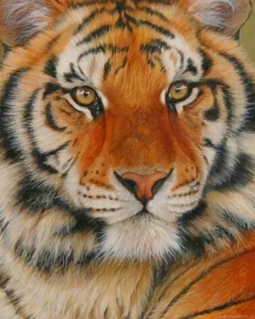 Siberian Tiger Animals Painting By Numberss.png