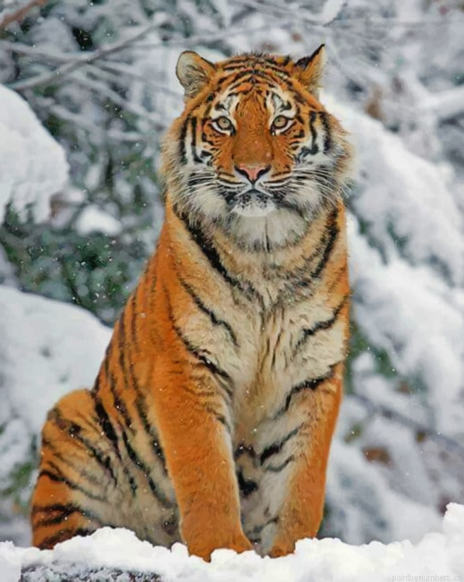 Siberian Tiger In The Snow Animals Painting By Numberss.png